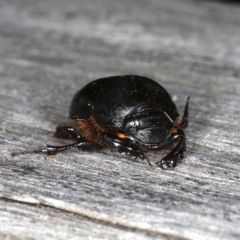 Onthophagus declivis at Ainslie, ACT - 29 Oct 2019 08:06 PM