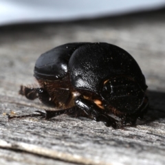 Onthophagus declivis at Ainslie, ACT - 29 Oct 2019 08:06 PM