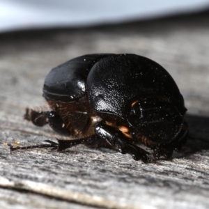 Onthophagus declivis at Ainslie, ACT - 29 Oct 2019 08:06 PM