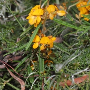 Xylocopa (Lestis) aerata at Hackett, ACT - 31 Oct 2019