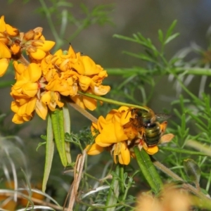 Xylocopa (Lestis) aerata at Hackett, ACT - 31 Oct 2019