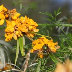 Xylocopa (Lestis) aerata at Hackett, ACT - 31 Oct 2019