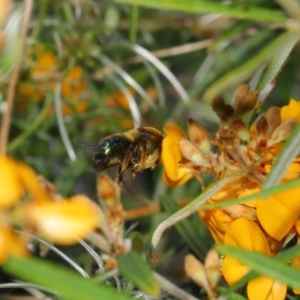 Xylocopa (Lestis) aerata at Hackett, ACT - 31 Oct 2019