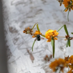 Xylocopa (Lestis) aerata at Hackett, ACT - 31 Oct 2019 10:37 AM