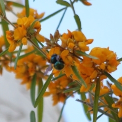 Xylocopa (Lestis) aerata at Hackett, ACT - 31 Oct 2019 10:37 AM