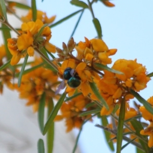 Xylocopa (Lestis) aerata at Hackett, ACT - 31 Oct 2019