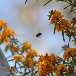 Xylocopa (Lestis) aerata at Hackett, ACT - 31 Oct 2019