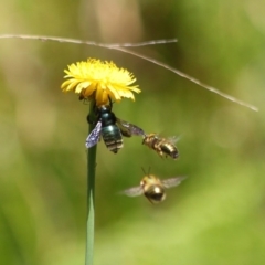 Xylocopa (Lestis) aerata at Acton, ACT - 31 Oct 2019 11:52 AM