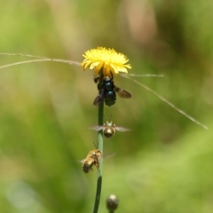 Xylocopa (Lestis) aerata at Acton, ACT - 31 Oct 2019 11:52 AM