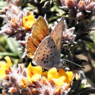 Cyprotides maculosus (Spotted Trident-blue) at  - suppressed by JohnBundock