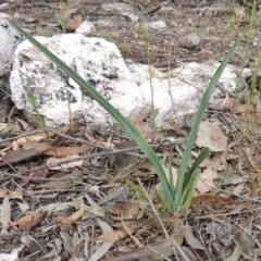 Dianella sp. aff. longifolia (Benambra) (Pale Flax Lily, Blue Flax Lily) at Tuggeranong DC, ACT - 26 Oct 2019 by michaelb