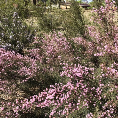 Kunzea parvifolia (Violet Kunzea) at Garran, ACT - 18 Oct 2019 by ruthkerruish