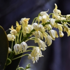 Dendrobium speciosum (Rock Lily) at Deua National Park (CNM area) - 13 Oct 2019 by MattM