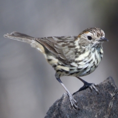 Pyrrholaemus sagittatus (Speckled Warbler) at Kambah, ACT - 1 Nov 2019 by Marthijn