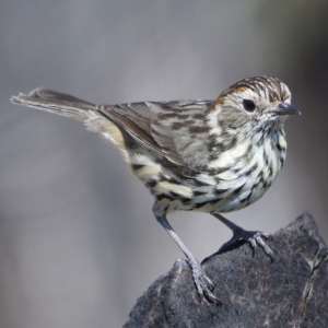 Pyrrholaemus sagittatus at Kambah, ACT - 1 Nov 2019