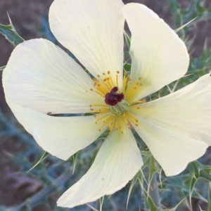 Argemone ochroleuca subsp. ochroleuca at Jugiong, NSW - 28 Oct 2019 03:30 PM