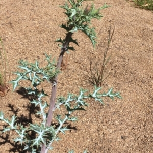 Argemone ochroleuca subsp. ochroleuca at Jugiong, NSW - 28 Oct 2019 03:30 PM