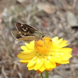 Trapezites luteus at Cook, ACT - 30 Oct 2019