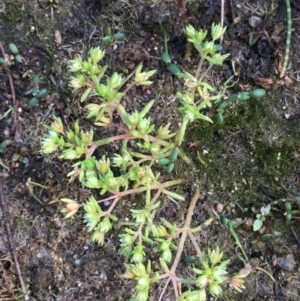 Crassula decumbens var. decumbens at Jugiong, NSW - 28 Oct 2019