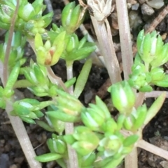 Crassula decumbens var. decumbens at Jugiong, NSW - 28 Oct 2019