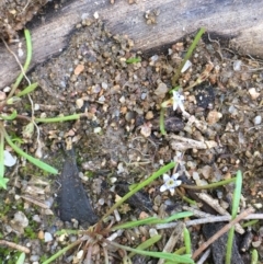 Limosella australis (Austral Mudwort) at Jugiong, NSW - 28 Oct 2019 by JaneR