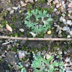 Riccia subbifurca (Liverwort) at Jugiong, NSW - 28 Oct 2019 by JaneR