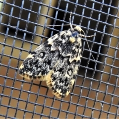 Halone coryphoea (Eastern Halone moth) at Wanniassa, ACT - 1 Nov 2019 by JohnBundock