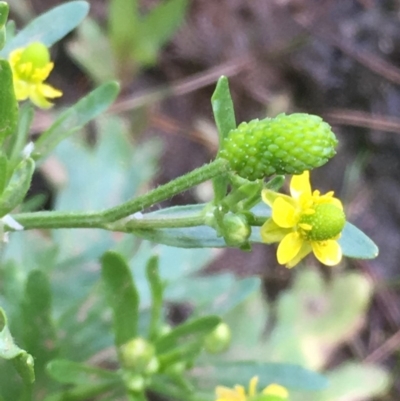 Ranunculus sceleratus subsp. sceleratus (Celery-leaved Buttercup, Celery Buttercup) at Jugiong, NSW - 28 Oct 2019 by JaneR