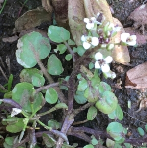 Rorippa nasturtium-aquaticum at Jugiong, NSW - 28 Oct 2019 03:14 PM