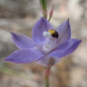 Thelymitra nuda at Cook, ACT - suppressed