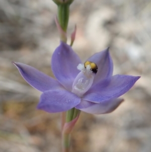 Thelymitra nuda at Cook, ACT - suppressed