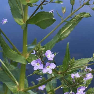 Veronica anagallis-aquatica (Blue Water Speedwell) at Jugiong, NSW - 28 Oct 2019 by JaneR