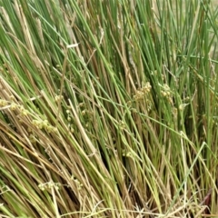 Lomandra filiformis subsp. filiformis (Wattle Matrush) at Cook, ACT - 30 Oct 2019 by CathB