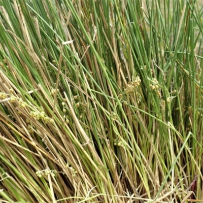 Lomandra filiformis subsp. filiformis (Wattle Matrush) at Mount Painter - 30 Oct 2019 by CathB