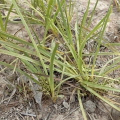 Lomandra filiformis subsp. coriacea (Wattle Matrush) at Mount Painter - 30 Oct 2019 by CathB