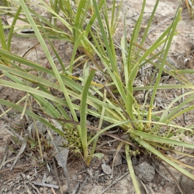 Lomandra filiformis subsp. coriacea (Wattle Matrush) at Cook, ACT - 30 Oct 2019 by CathB