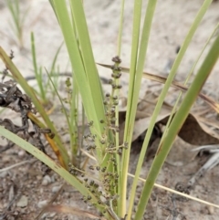 Lomandra filiformis subsp. coriacea at Cook, ACT - 30 Oct 2019