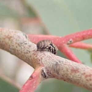 Simaetha sp. (genus) at Dunlop, ACT - 30 Oct 2019 03:25 PM