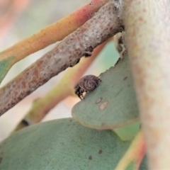 Simaetha sp. (genus) at Dunlop, ACT - 30 Oct 2019