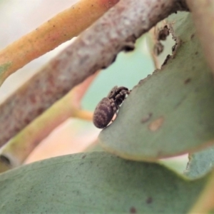 Simaetha sp. (genus) at Dunlop, ACT - 30 Oct 2019 03:25 PM