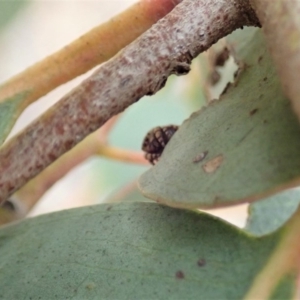 Simaetha sp. (genus) at Dunlop, ACT - 30 Oct 2019