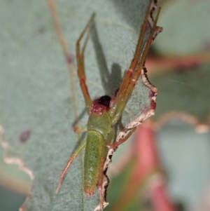 Cetratus rubropunctatus at Dunlop, ACT - 30 Oct 2019 02:31 PM