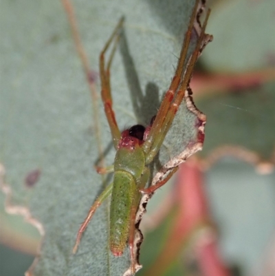 Cetratus rubropunctatus (Long green crab spider) at Dunlop, ACT - 30 Oct 2019 by CathB