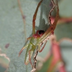 Cetratus rubropunctatus at Dunlop, ACT - 30 Oct 2019