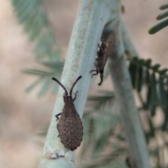Agriopocoris sp. (genus) (Coreid bug) at Aranda Bushland - 30 Oct 2019 by CathB