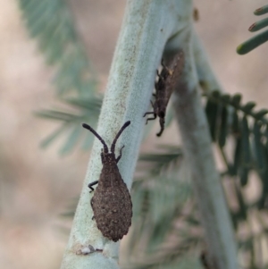 Agriopocoris sp. (genus) at Dunlop, ACT - 30 Oct 2019