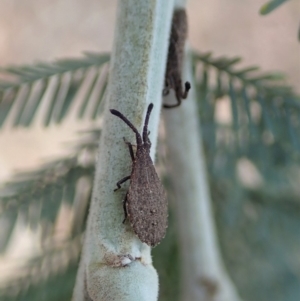 Agriopocoris sp. (genus) at Dunlop, ACT - 30 Oct 2019 02:43 PM