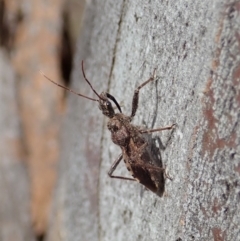 Coranus callosus (Assassin bug) at Dunlop, ACT - 30 Oct 2019 by CathB