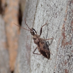 Coranus callosus at Dunlop, ACT - 30 Oct 2019 02:55 PM