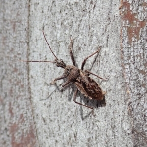 Coranus callosus at Dunlop, ACT - 30 Oct 2019 02:55 PM